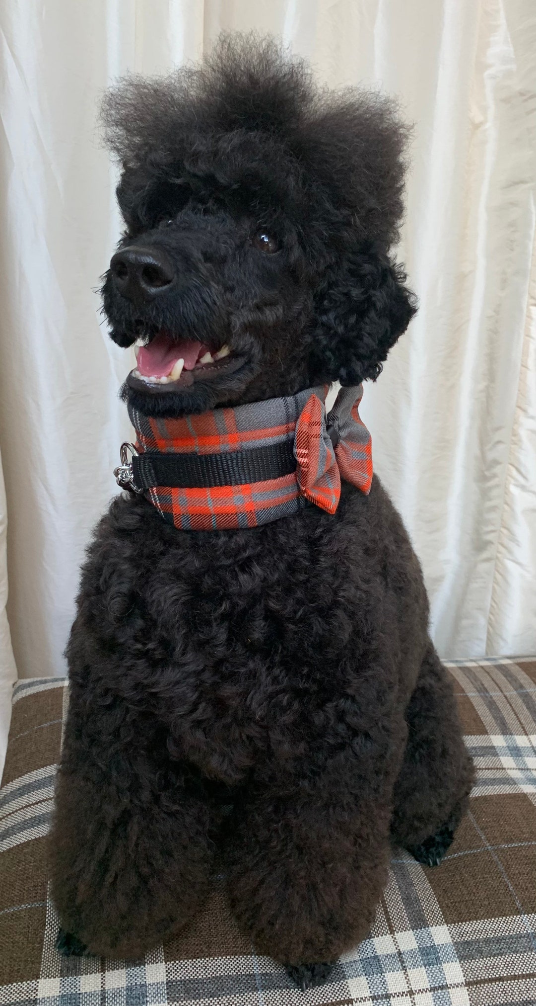 Poodle Collar Satin Soft Padded Dog Collar Coat Saver Etsy UK