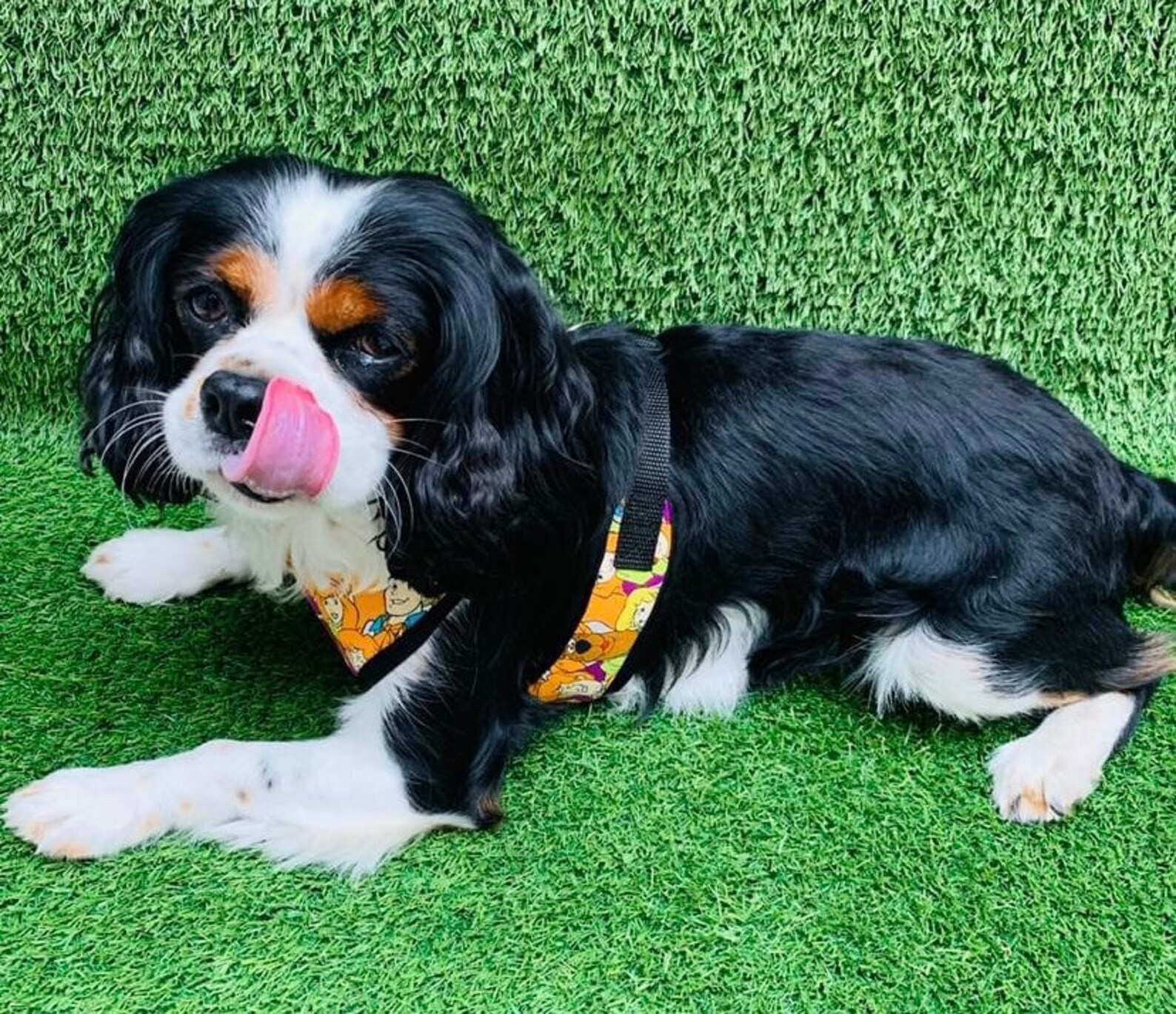 Cavalier King Charles Spaniel Dog Harness soft padded summer Etsy
