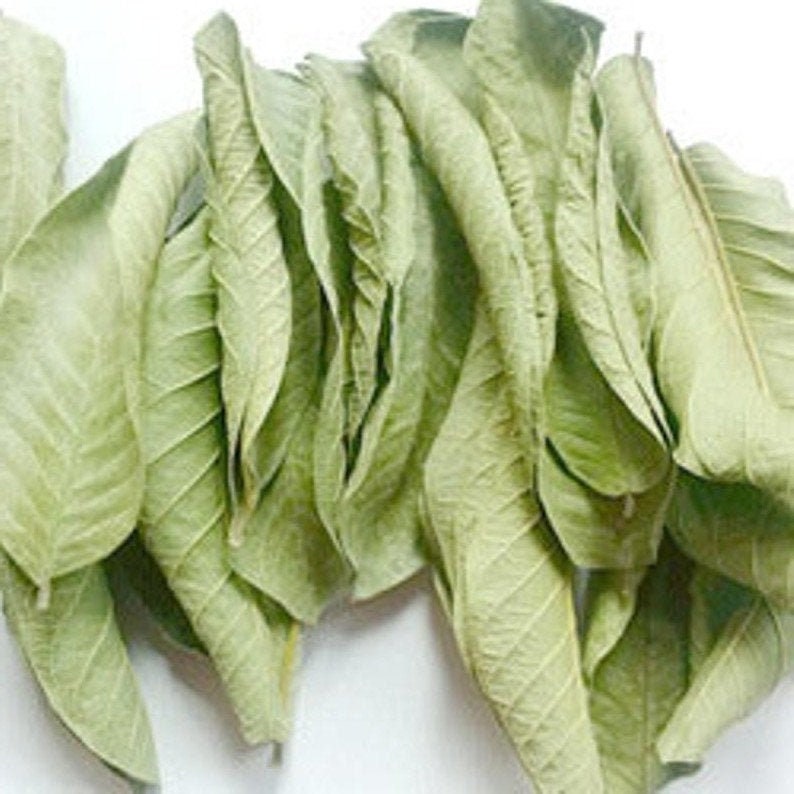 Organic Dried Guava Leaves Handpicked Airdried Free Etsy