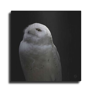 Snowy Owl Looks to the Sun by Nathan Larson, Metal Wall Art
