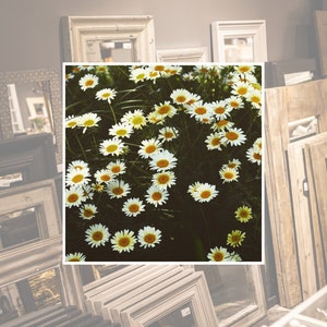 A Field Full of Daisies • Amsterdam • ObscuraPrintShop • 35mm • Art Print • Analog Photography