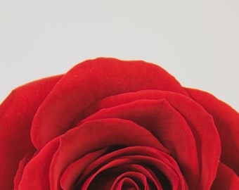 Red Rose Photograph Fine Art Print