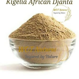 Kigelia Africana Djanta/Pandoro/Rawuya/Kigeria Pinnata/Poudre de saucisse africaine | Arbre à saucisses