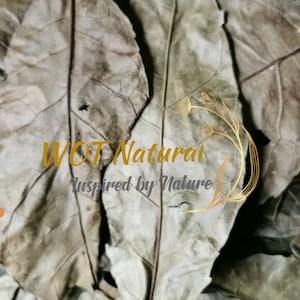 Fertility Leaves- Newbouldia laevis (Dry Ewe Akoko (Yoruba) Aduruku Ogirisi (Igbo) Powder Newbouldia leaves| Agbo Eda for Men| Ewe Abiwere