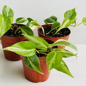 Philodendron Rio Sport - Etsy