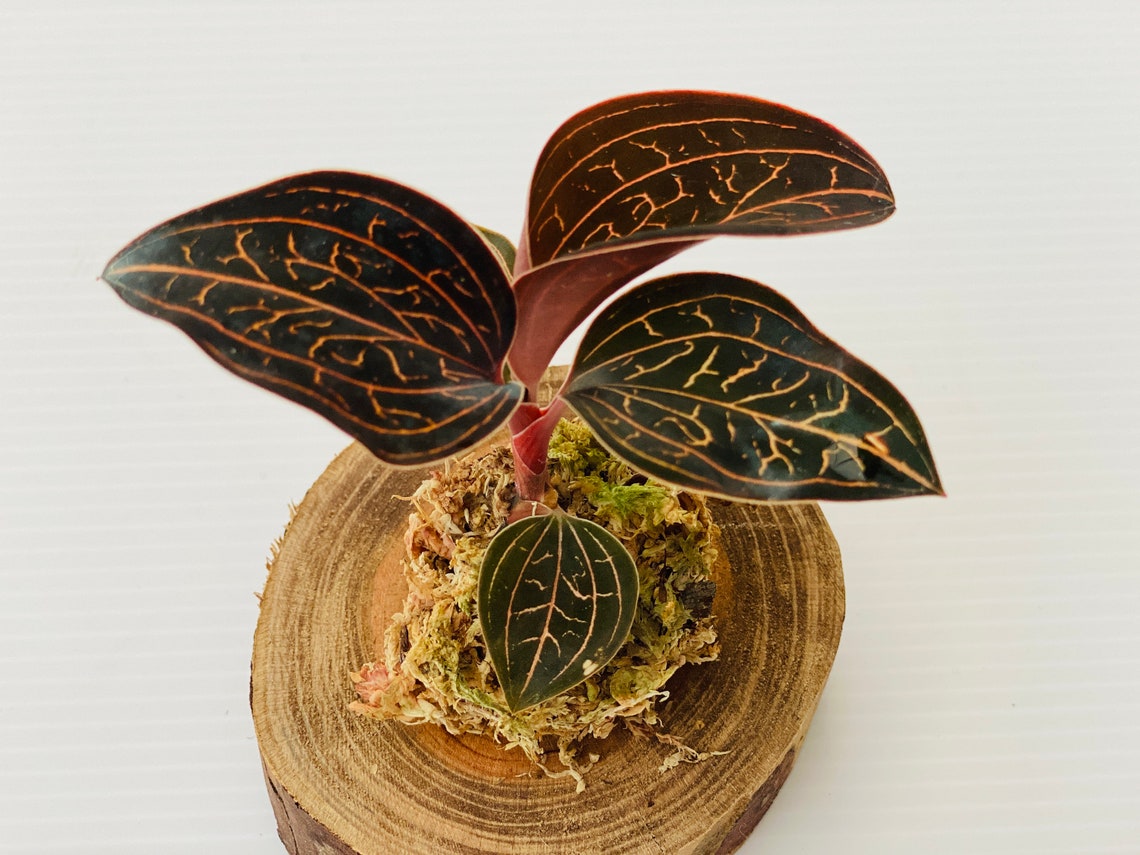 Jewel Orchids Anoectochilus Chapaensis Terrarium Care Guide