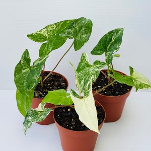 Syngonium Podophyllum Variegated Arrowhead - Growers Choice 4&quot; pot