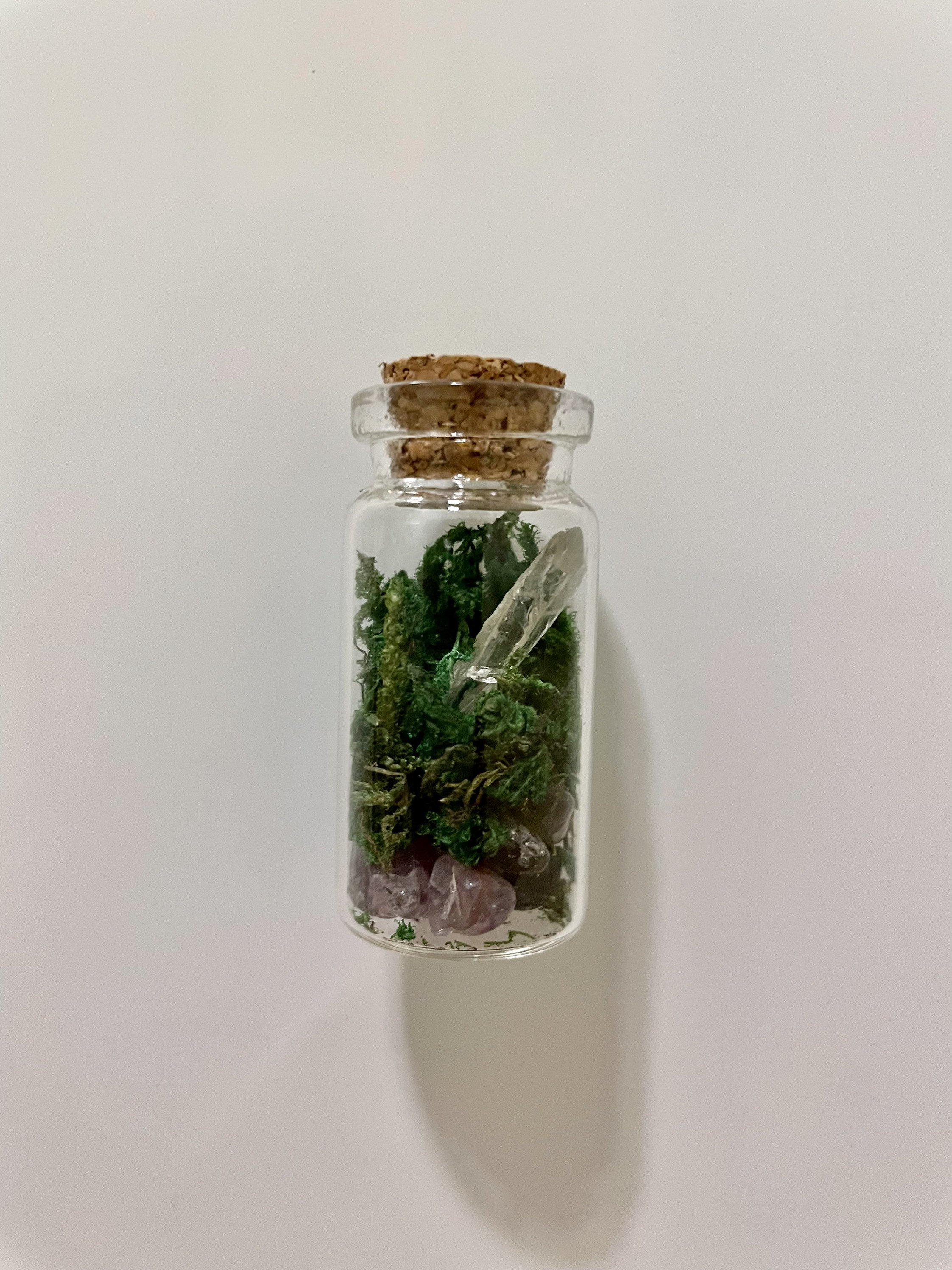 Mini Terrarium No Maintenance Terrarium Plant Etsy Canada