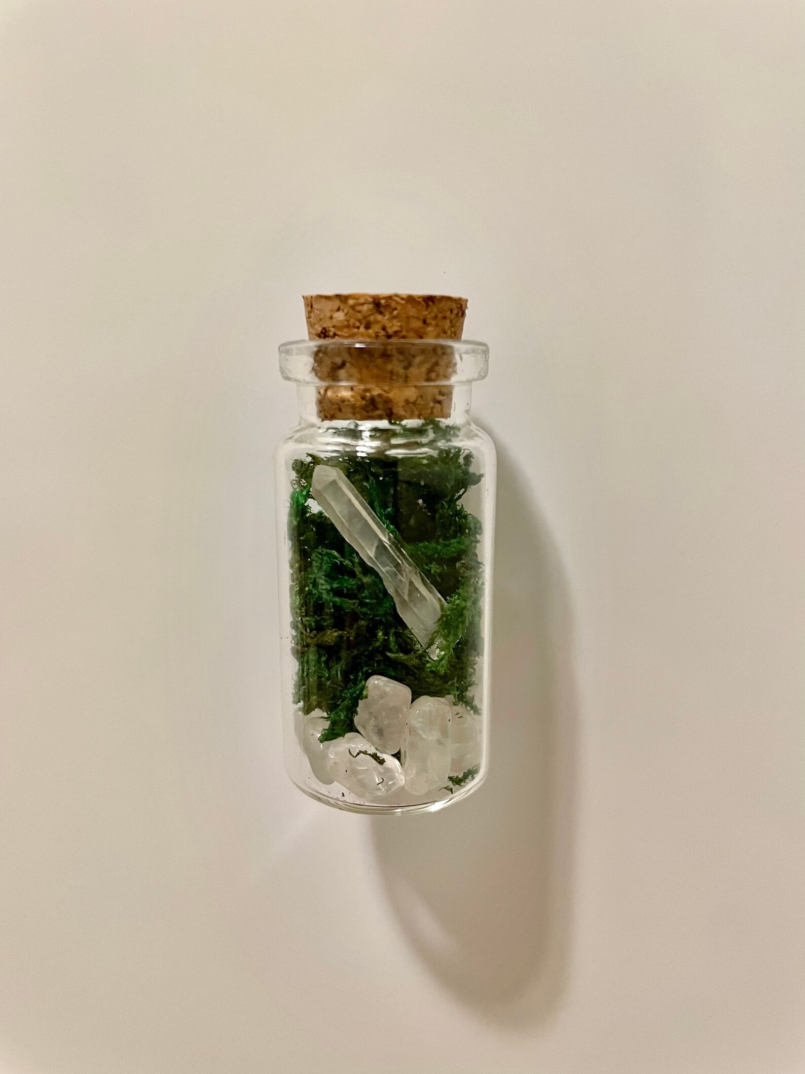 Mini Terrarium No Maintenance Terrarium Plant Etsy Canada