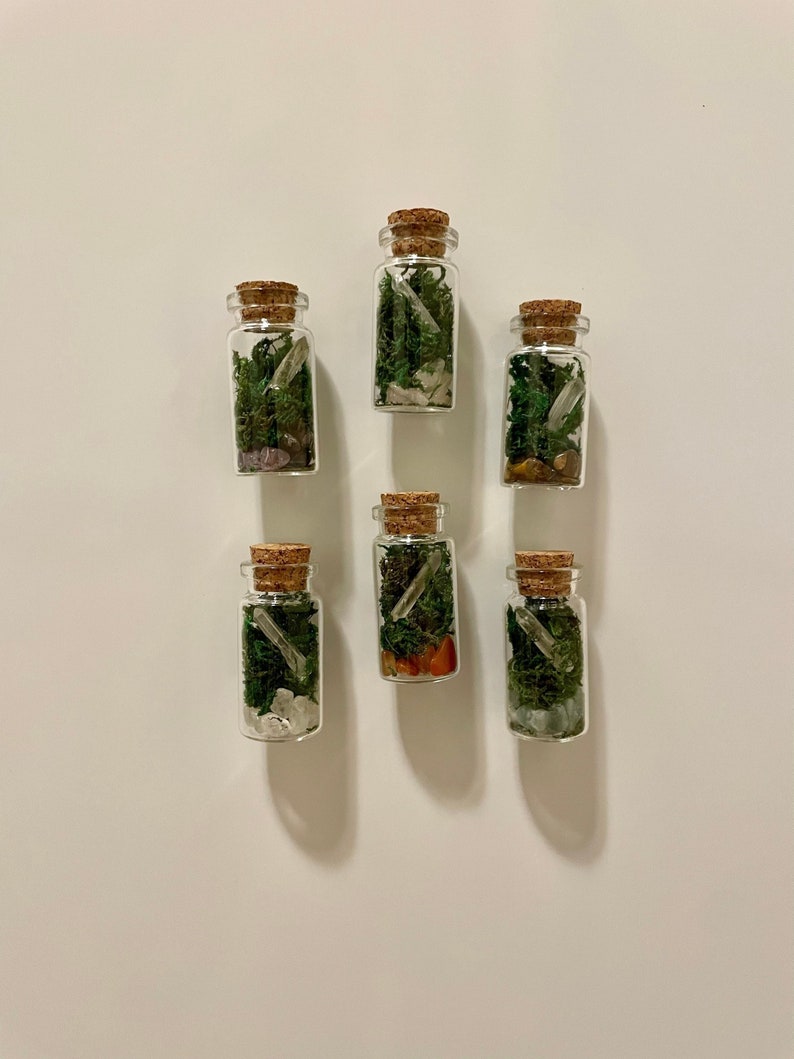 Mini Terrarium No Maintenance Terrarium Plant Etsy Canada