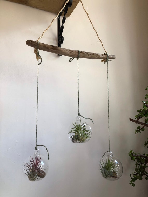 Mini Glass and Driftwood Terrariums Mini Glass and Driftwood Terrariums