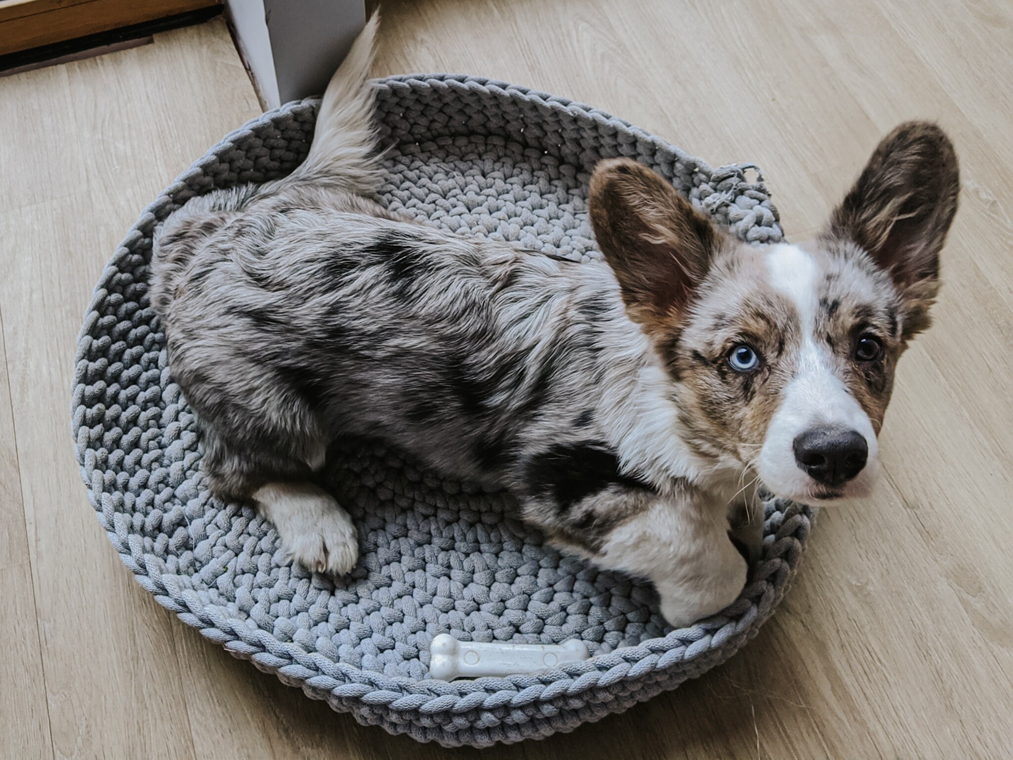 Hund Bett Korb Hund Geburtstagsgeschenk neue Hund Geschenk Etsy