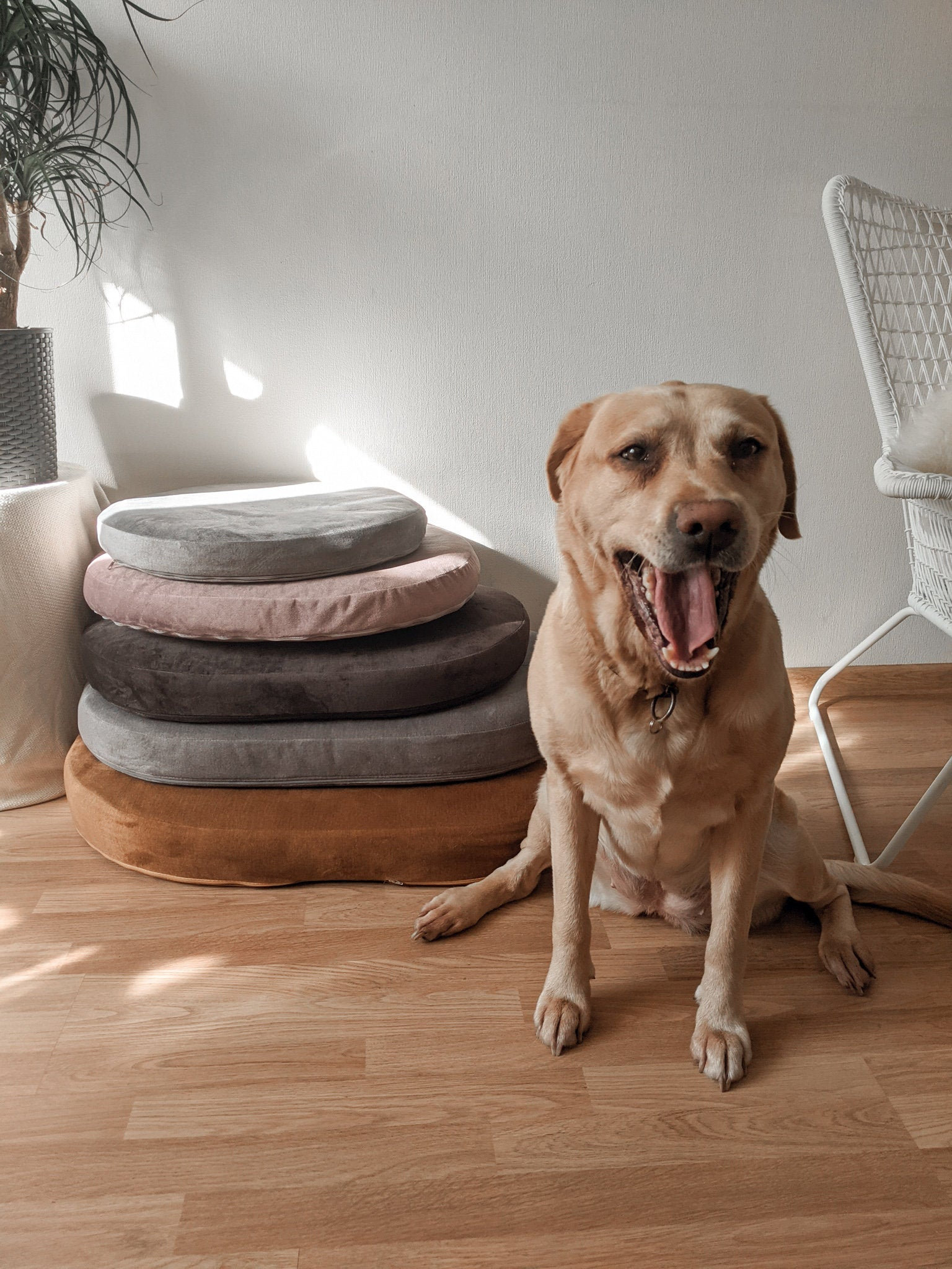 Orthopedic memory foam arthritic dog bed small medium dog Etsy