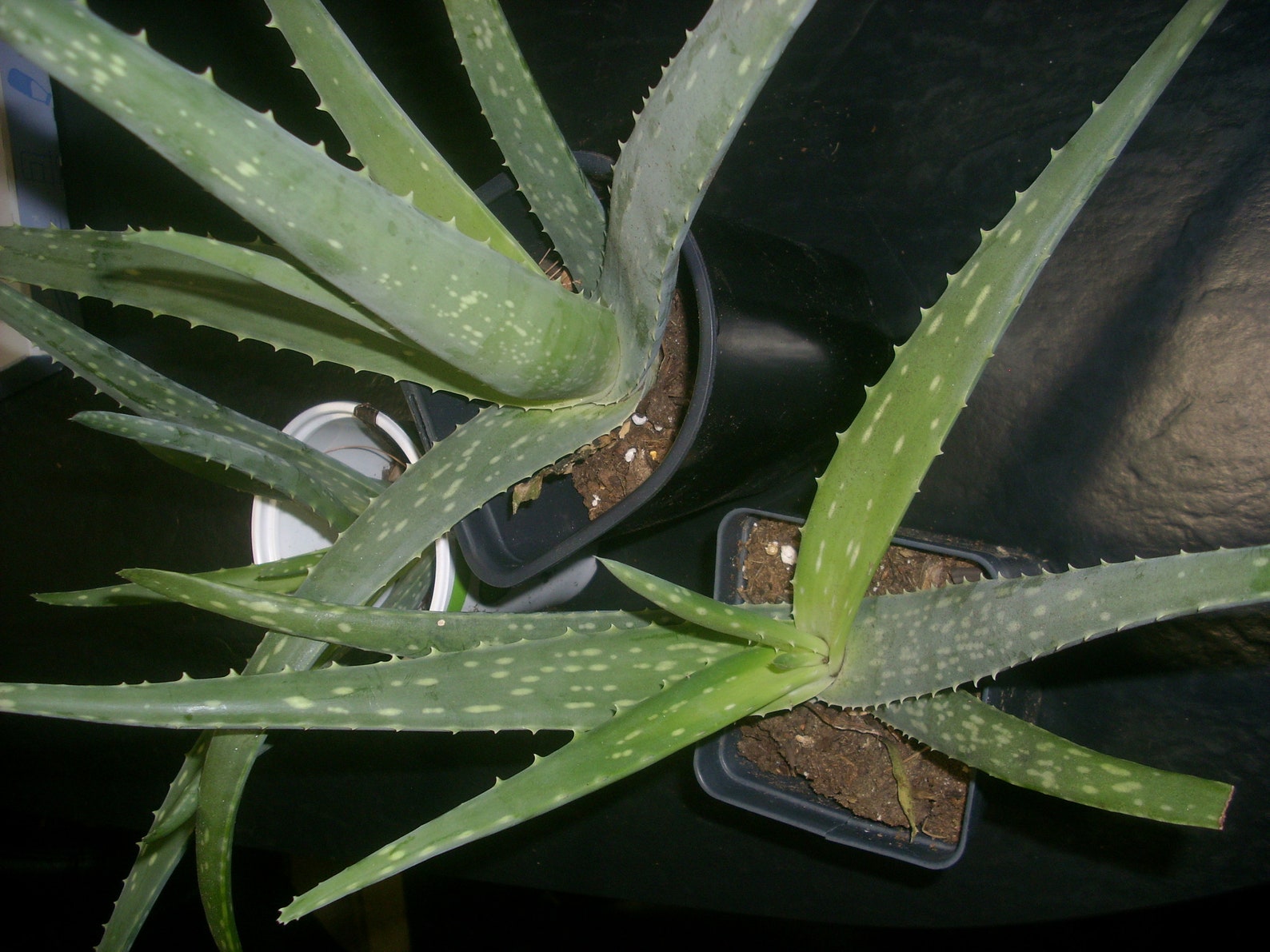Aloe Vera Plant 57 inches tall with Root Outdoor Clone Etsy