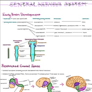 Zentrales Nervensystem