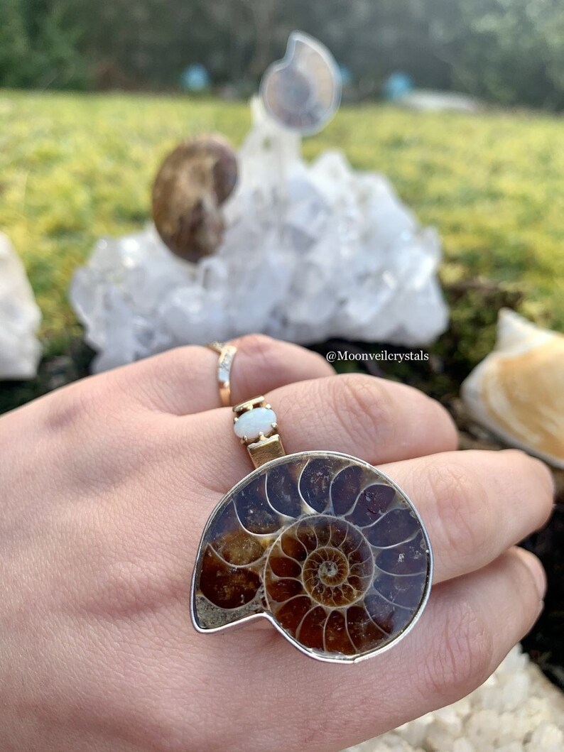 Adjustable Ammonite Shell Silver Ring