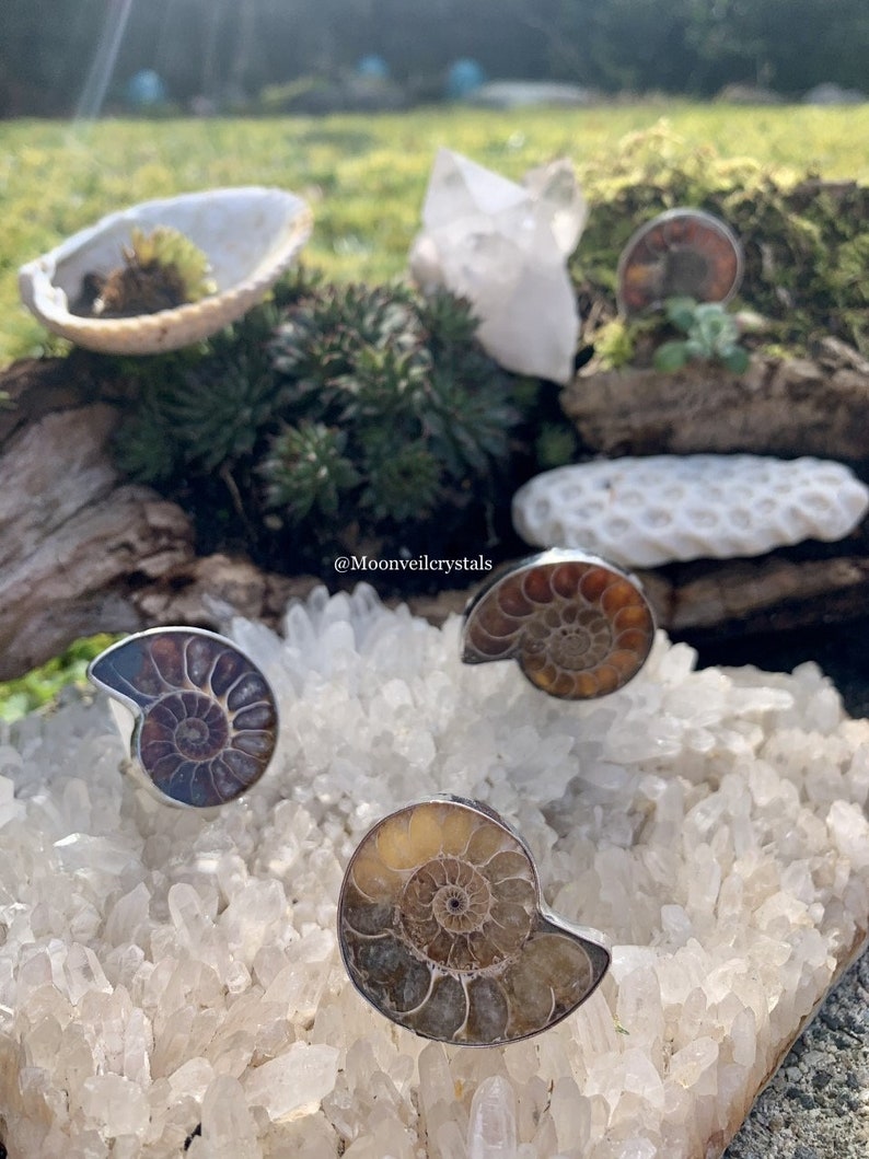 Adjustable Ammonite Shell Silver Ring