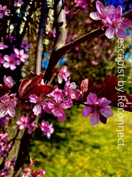 Flor de Cerezo / Impresión de pared de metal / Decoración del | Etsy