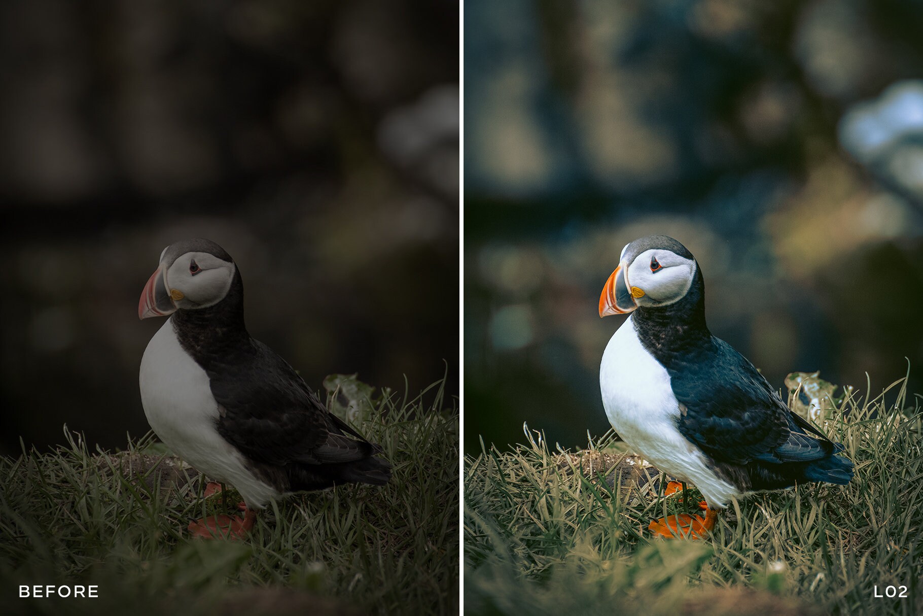 Leica Lightroom Presets for Lightroom Desktop, Mobile and Apps. Stunning Leica Colors