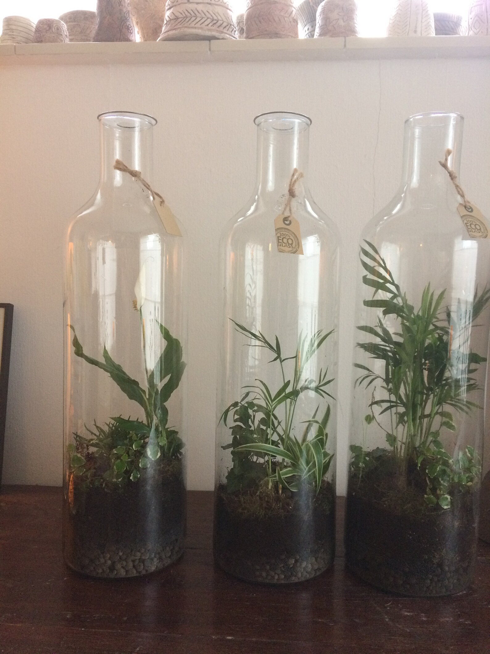 Plants in Bottle, Bottle Garden, Ecosystem, Houseplants in Glass