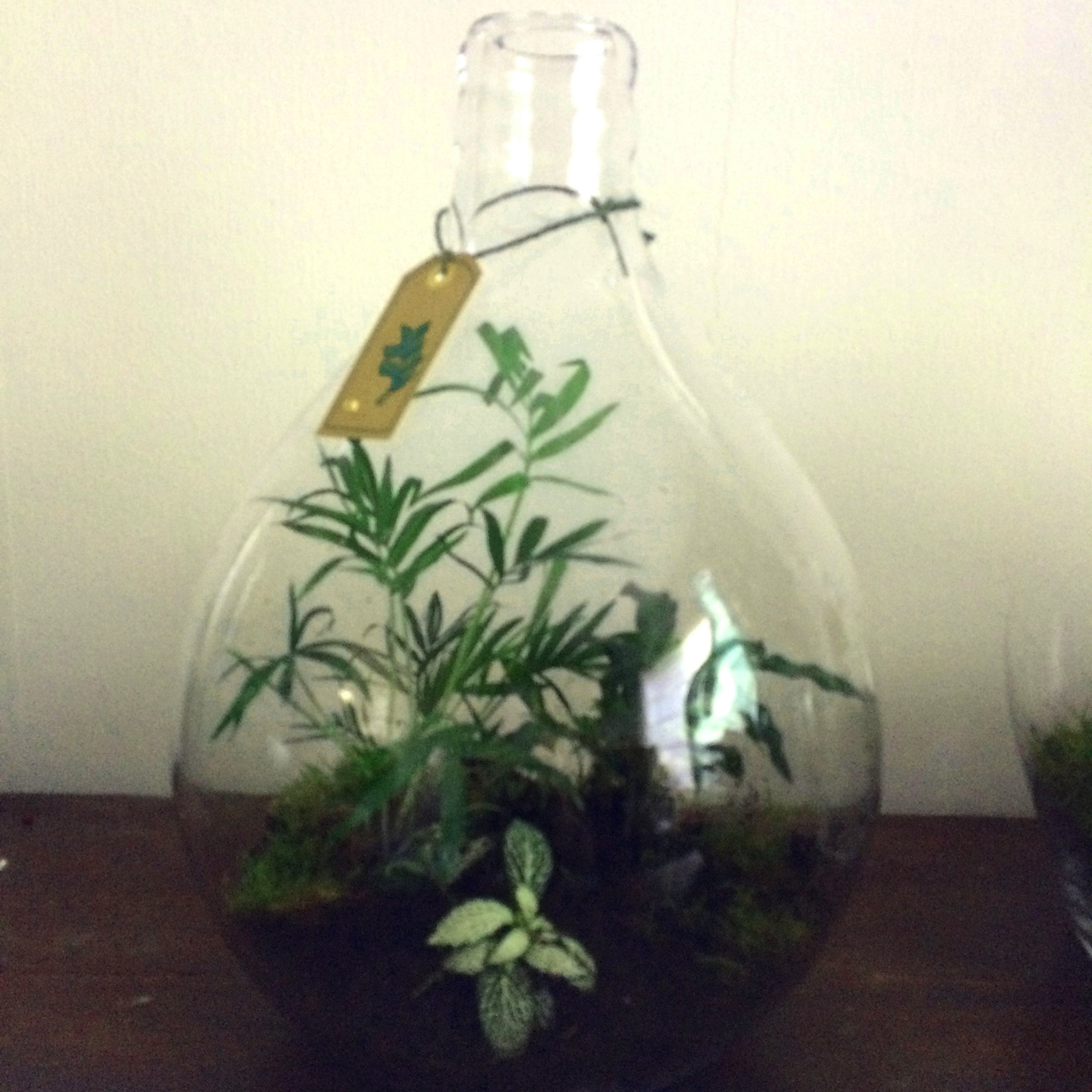 Plants in Bottle, Bottle Garden, Ecosystem, Houseplants in Glass