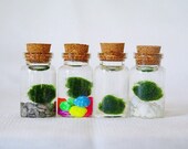 Tiny Marimo Moss Ball UK - Marimo Moss Jar - Mini Terrarium - Small Cork Terrarium