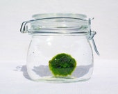 Marimo Moss Ball Terrarium UK - Good Luck Charm - Marimo Moss Jar