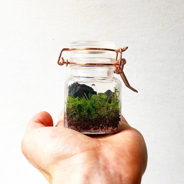 Complete Terrarium - Tiny Ready Made Live Ecosystem