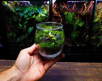 Globe Terrarium #2 - Small Ready Made Live Ecosystem - Hydrocotyle