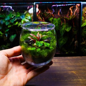 Globe Terrarium #1 - Small Ready Made Live Ecosystem - Oak Leaf Fig