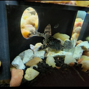 Puede incluir: Un pez gato manchado de blanco y negro con un cuerpo largo y delgado y una cabeza grande y plana. El pez gato nada en un tanque de peces con un fondo negro y una variedad de rocas y grava.