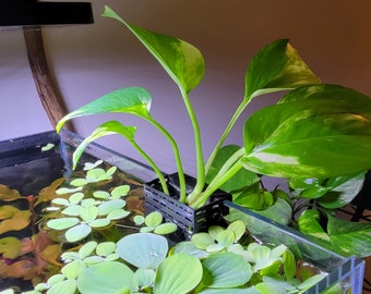 Jardinière suspendue pour plantes immergées d'aquarium Pot de plantes aquatiques pour pothos