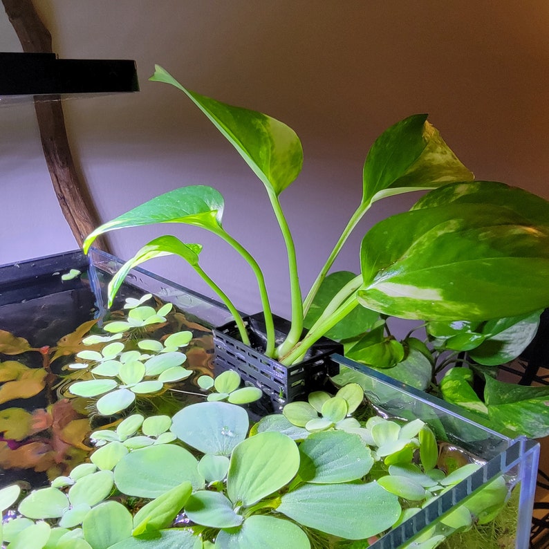 Op de afbeelding: Een groene en witte bonte plant met grote bladeren die groeit in een zwarte plastic pot. De pot staat op een glazen aquarium gevuld met water en groene waterplanten.