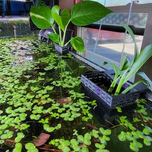 Op de afbeelding: Twee zwarte plastic plantenpotten met groene planten die erin groeien. De potten staan in een helder glazen aquarium gevuld met water en groene waterplanten.