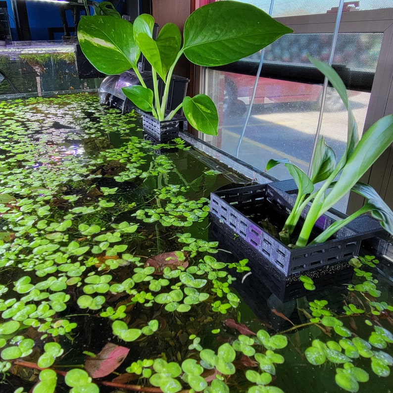 Op de afbeelding: Twee zwarte plastic plantenpotten met groene planten die erin groeien. De potten staan in een helder glazen aquarium gevuld met water en groene waterplanten.