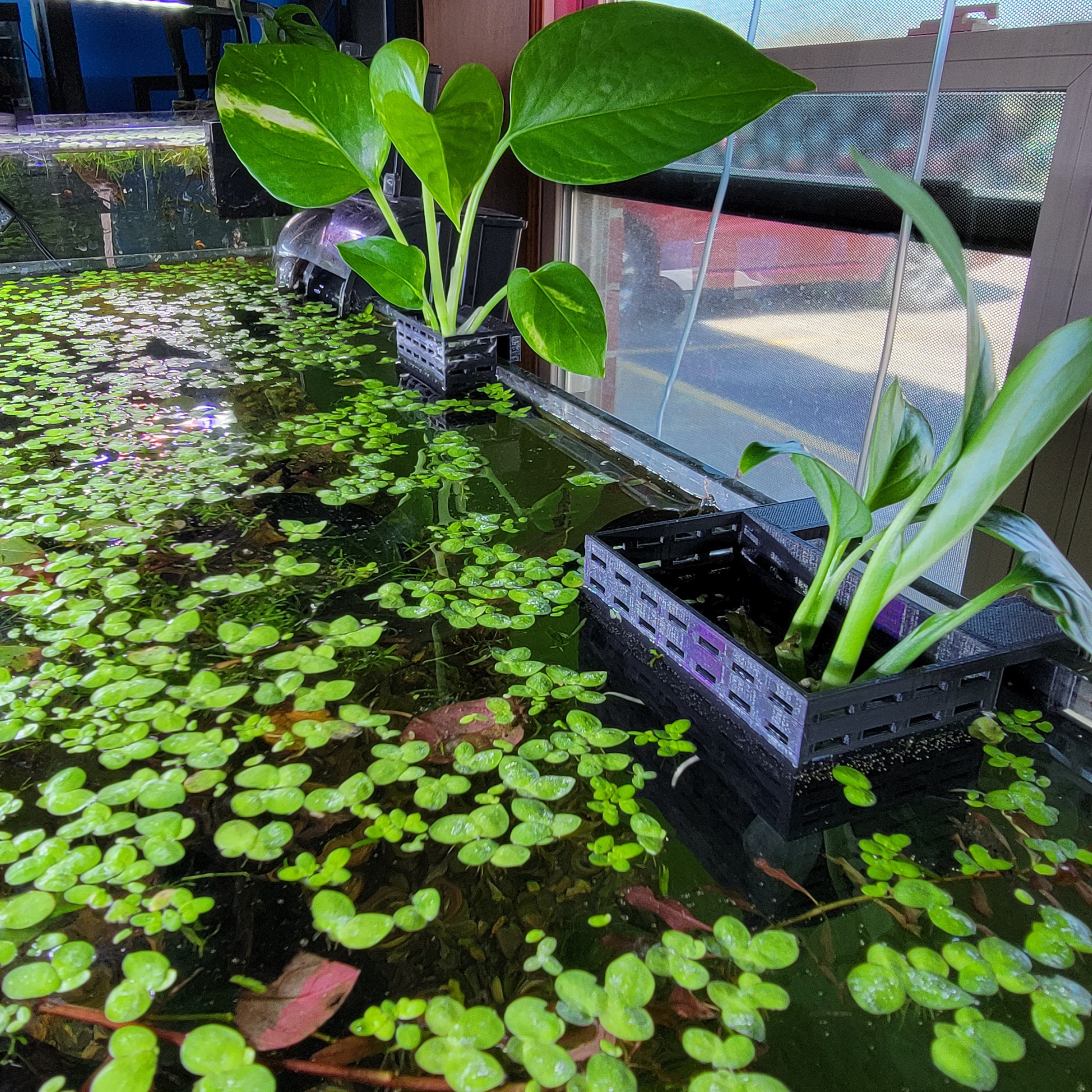 Aquarium Planter for Emersed Plants 3 Sizes Etsy