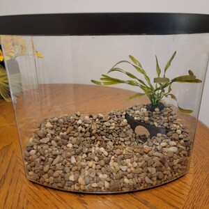 Puede incluir: Un terrario de vidrio transparente con un borde negro, lleno de peque&ntilde;as piedras marrones y blancas. Una peque&ntilde;a planta verde con hojas largas est&aacute; creciendo en el centro del terrario. Hay un peque&ntilde;o t&uacute;nel de pl&aacute;stico negro en la esquina inferior derecha del terrario.