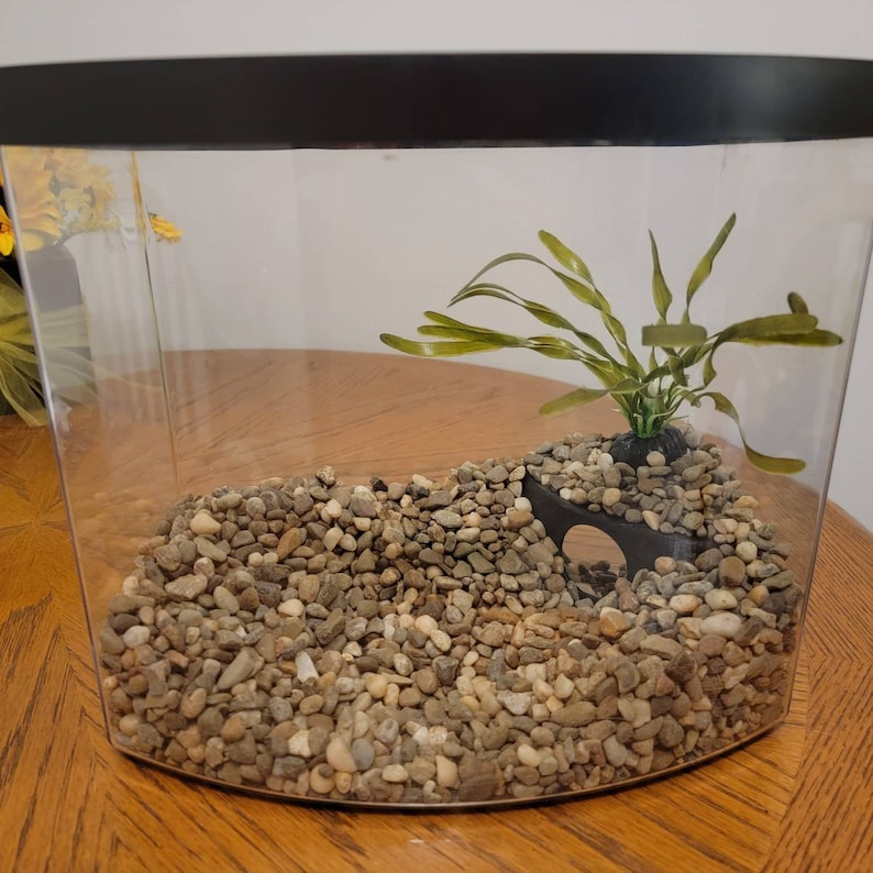 Puede incluir: Un terrario de vidrio transparente con un borde negro, lleno de peque&ntilde;as piedras marrones y blancas. Una peque&ntilde;a planta verde con hojas largas est&aacute; creciendo en el centro del terrario. Hay un peque&ntilde;o t&uacute;nel de pl&aacute;stico negro en la esquina inferior derecha del terrario.