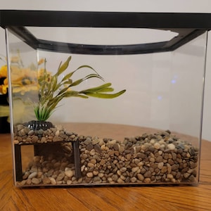 Puede incluir: Un peque&ntilde;o terrario de vidrio con marco negro, lleno de grava marr&oacute;n y una planta de pl&aacute;stico verde. El terrario tiene un peque&ntilde;o t&uacute;nel de pl&aacute;stico negro en la parte delantera.