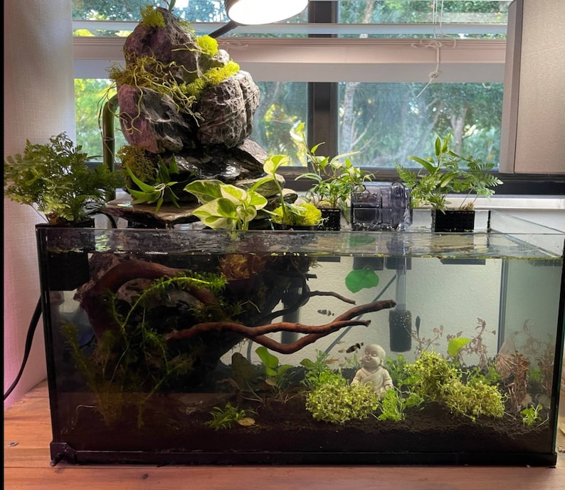 Op de afbeelding: Een zwart aquarium met een rotsformatie, planten en een klein beeldje van een persoon. Het aquarium is gevuld met water en heeft verschillende vissen die erin zwemmen.