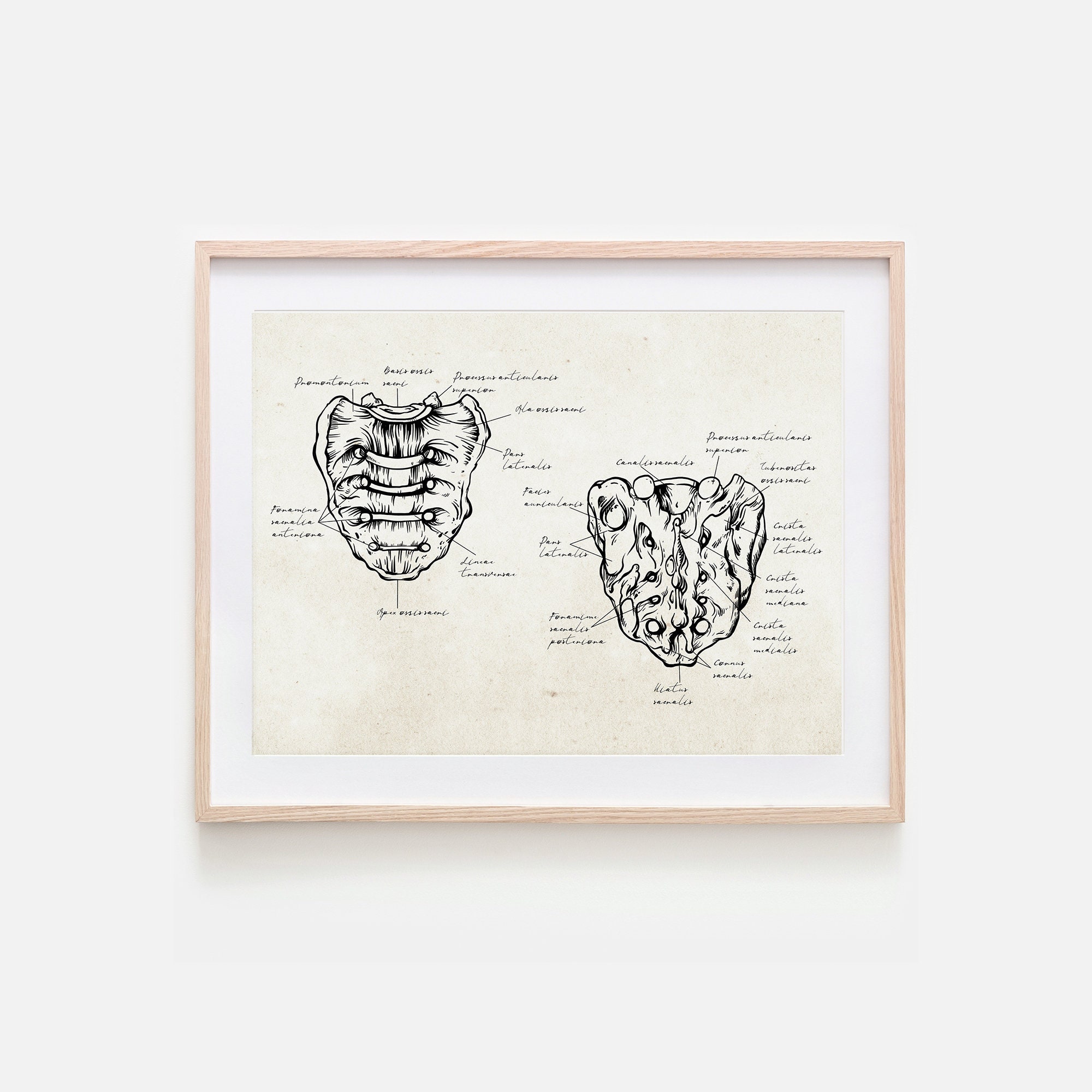 Human Skeleton Drawing, Medical Wall Art, Sacrum Print, Anatomy Art ...