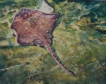 Fin-back Ray.    Watercolour.   13 ins x 8.75 ins.