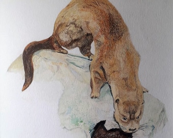 Otter watercolour and pencil crayon