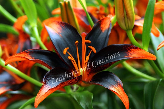 Forever Susan Asiatic Lily Original Photography Etsy