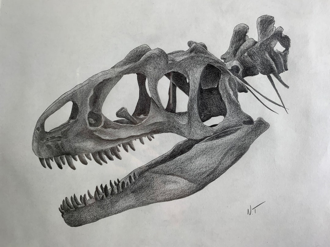 Dinosaur Allosaurus Skull Original Premium Graphite Sketch Art Piece - Etsy