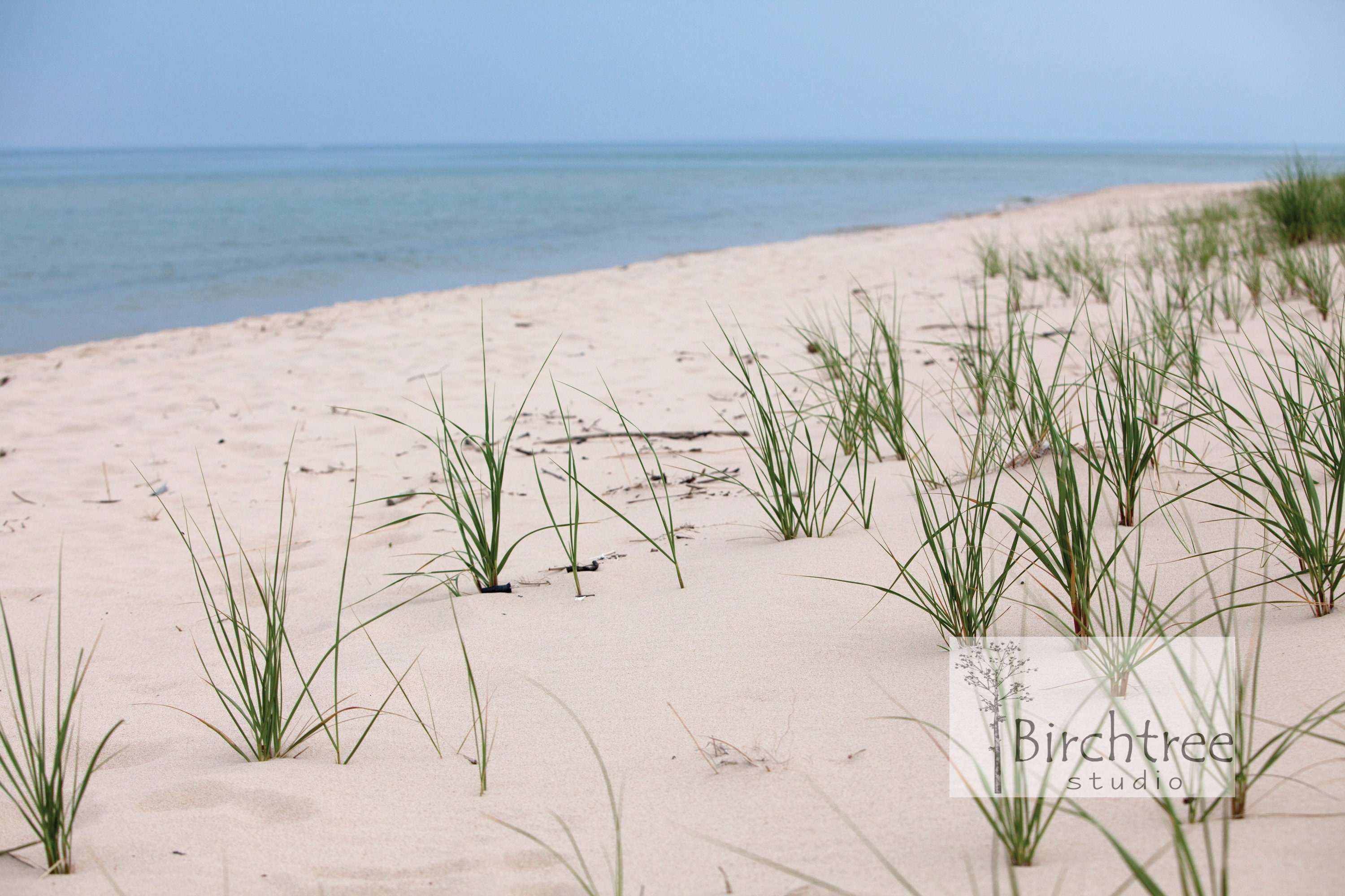 White Metal Sand Dollars – Beach Grass