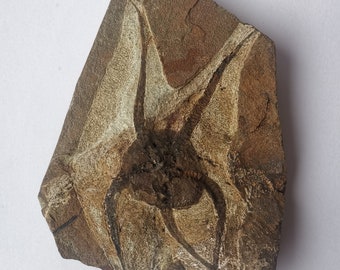 Impressive authentic and natural Brittle Star (Ophiura) - special specimen Fossil Starfish - On matrix - Protaster sp