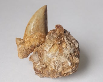 obliquus teeth from the Eocene near Khouribga, Morocco ,  6.5 * 4.5 cm Otodus Obliquus Natural Fossilized Shark Tooth Fossil from Morocco