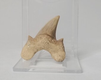 Versteinerte Haifischzahn aus Khouribga, Morocco ,  4,2 * 4.5 cm Otodus obliqus Natural Fossilized Shark Tooth Fossil from Morocco