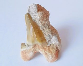 obliquus teeth from the Eocene near Khouribga, Morocco , 2cm*7 cm Otodus Obliquus Natural Fossilized Shark Tooth Fossil from Morocco